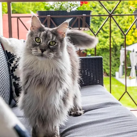 Klimatyzowane Sylwia Apartamento *