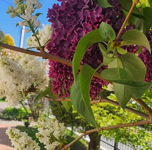 Klimatyzowane Sylwia * Krynica Morska