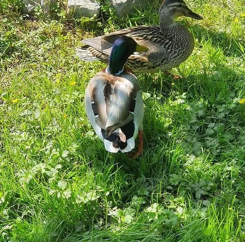 Klimatyzowane Sylwia Krynica Morska